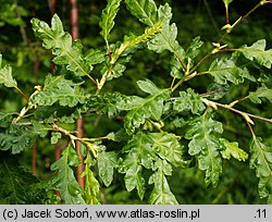 Carpinus betulus (grab pospolity)