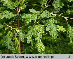 Carpinus betulus (grab pospolity)