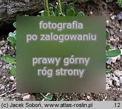 Globularia cordifolia (kulnik sercolistny)