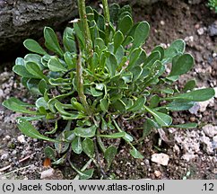 Globularia cordifolia (kulnik sercolistny)