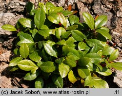 Gaultheria procumbens (golteria pełzająca)