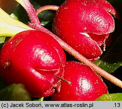 Gaultheria procumbens (golteria pełzająca)