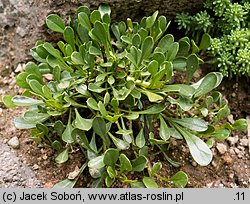 Globularia cordifolia (kulnik sercolistny)