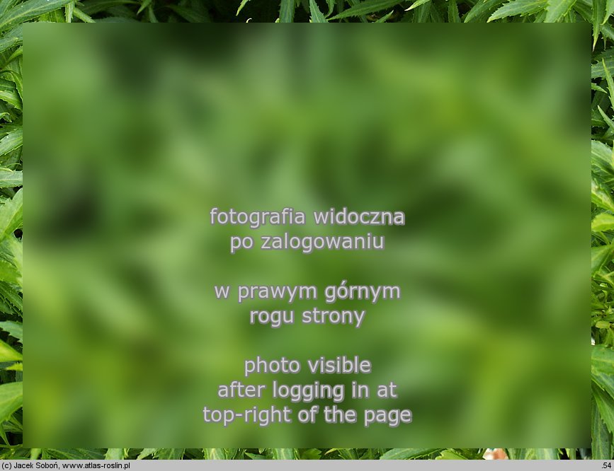 Forsythia viridissima (forsycja zielona)