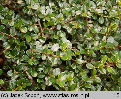 Cotoneaster rotundifolius (irga okrągłolistna)