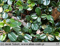 Cotoneaster rotundifolius (irga okrągłolistna)