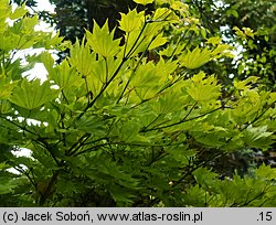 Acer shirasawanum (klon Shirasawy)