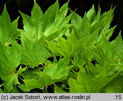 Acer shirasawanum (klon Shirasawy)