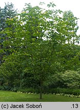 Magnolia obovata (magnolia szerokolistna)