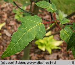 Acer capillipes (klon hondoański)