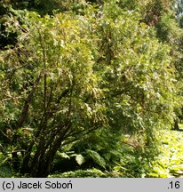 Cephalotaxus harringtonia (głowocis japoński)