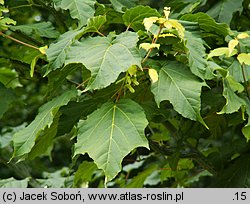 Acer davidii ssp. grosseri (klon Grossera)