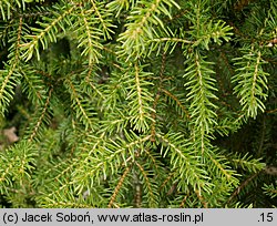 Picea likiangensis (świerk likiangeński)