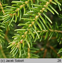 Picea likiangensis (świerk likiangeński)