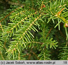 Picea likiangensis (świerk likiangeński)