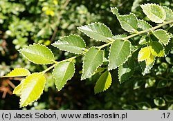 Ulmus parvifolia (wiąz drobnolistny)