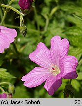 Geranium endressii