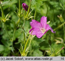 Geranium endressii