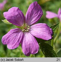 Geranium endressii