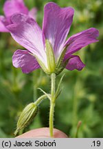 Geranium endressii