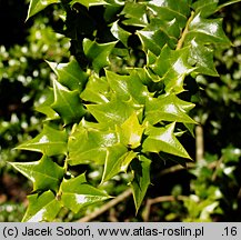 Ilex pernyi (ostrokrzew Perny'ego)