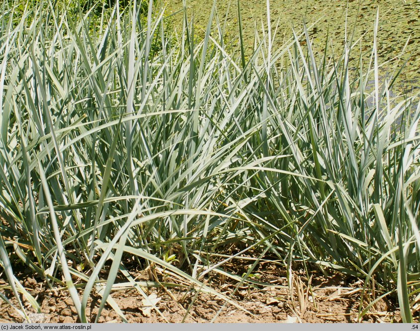 Elymus glaucus (wydmuchrzyca sina)