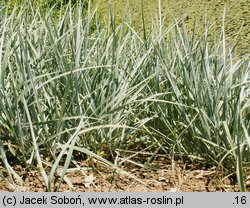 Elymus glaucus (wydmuchrzyca sina)