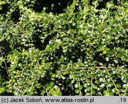 Cotoneaster hjelmqvistii (irga miseczkowata)