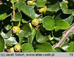 Cotoneaster hjelmqvistii (irga miseczkowata)