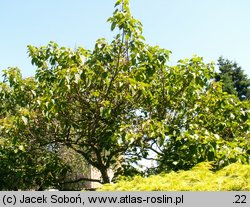 Paulownia tomentosa (paulownia cesarska)