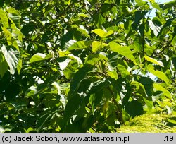 Paulownia tomentosa (paulownia cesarska)