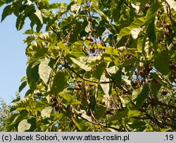 Paulownia tomentosa (paulownia cesarska)