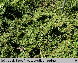 Cotoneaster procumbens Streib's Findling