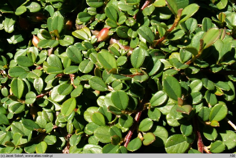 Cotoneaster procumbens Streib's Findling