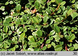 Cotoneaster procumbens Streib's Findling