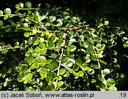 Cotoneaster hjelmqvistii (irga miseczkowata)