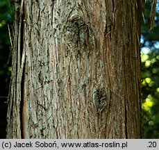 Thuja standishii (żywotnik japoński)