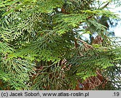 Thuja standishii (żywotnik japoński)