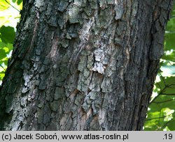 Acer opalus ssp. obtusatum (klon włoski tępolistny)