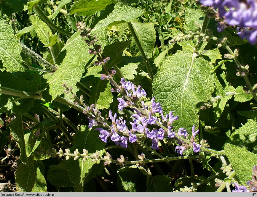 Salvia virgata (szałwia rózgowata)