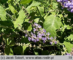 Salvia virgata (szałwia rózgowata)