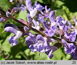 Salvia virgata (szałwia rózgowata)