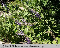 Salvia virgata (szałwia rózgowata)