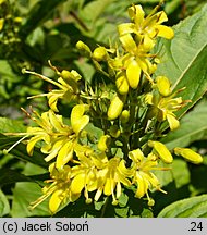 Diervilla sessilifolia (zadrzewnia krótkoogonkowa)