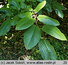 Rhamnus imeretina