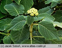 Hydrangea aspera ssp. sargentiana