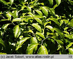 Cornus florida (dereń kwiecisty)