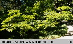 Cornus florida (dereń kwiecisty)