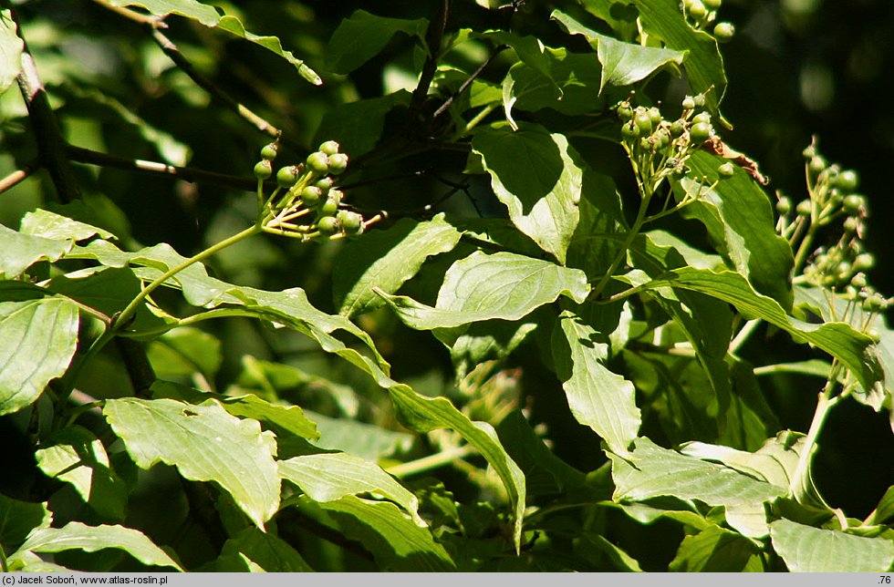 Cornus sanguinea ssp. australis (dereń świdwa południowy)