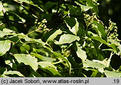 Cornus sanguinea ssp. australis (dereń świdwa południowy)